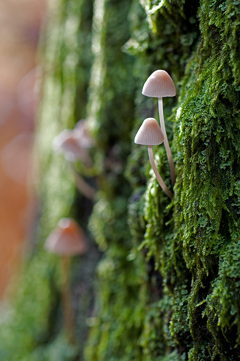 Funghi, mushroom, fungi, fungus, val d'Aveto, Nature photography, macrofotografia, fotografia naturalistica, close-up, mushrooms